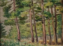 Forest Light